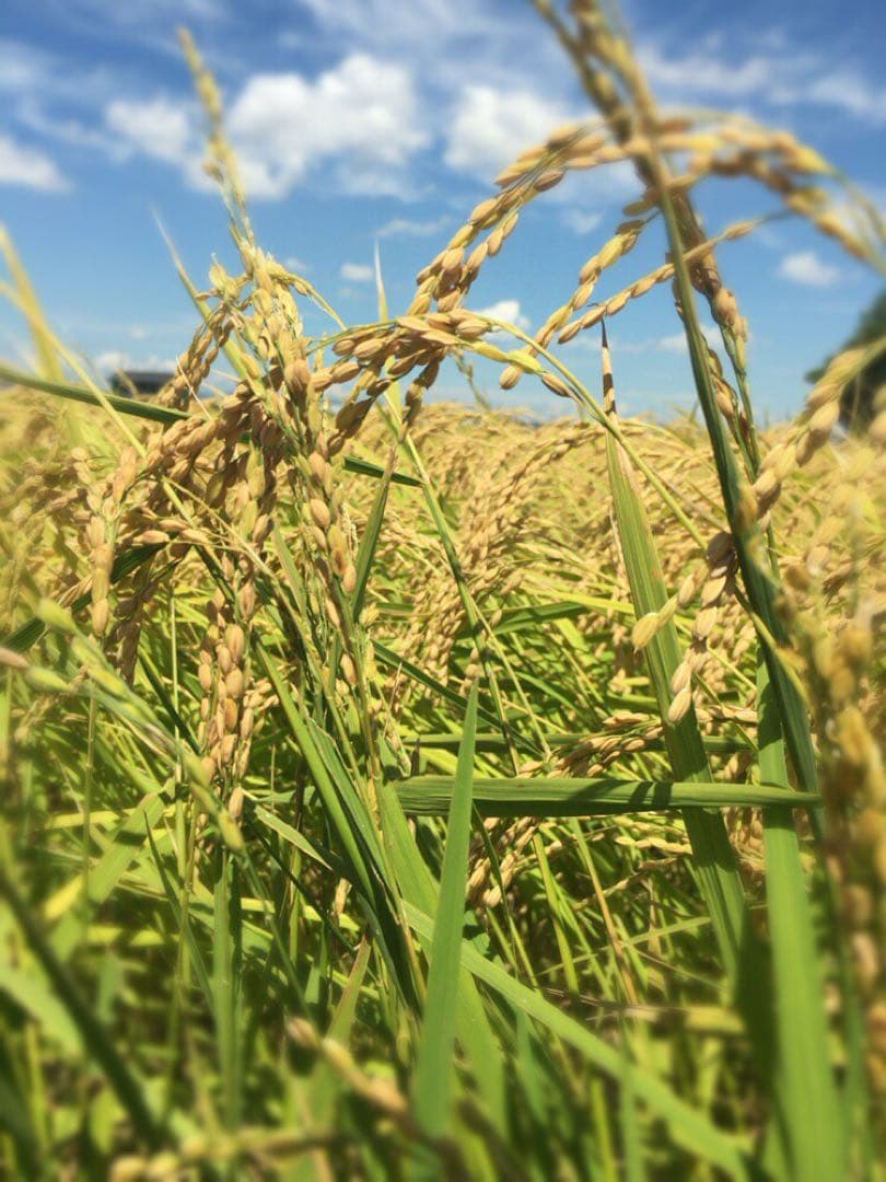 こだわりのお米　つきあかり　令和7年度産　精米10キロ　生産者直送