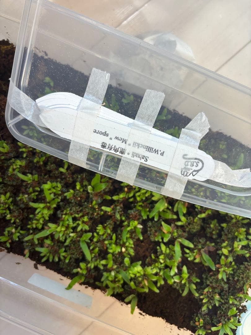 カエルちゃん　　mew spore 胞子体 20株+前葉体 タグなし