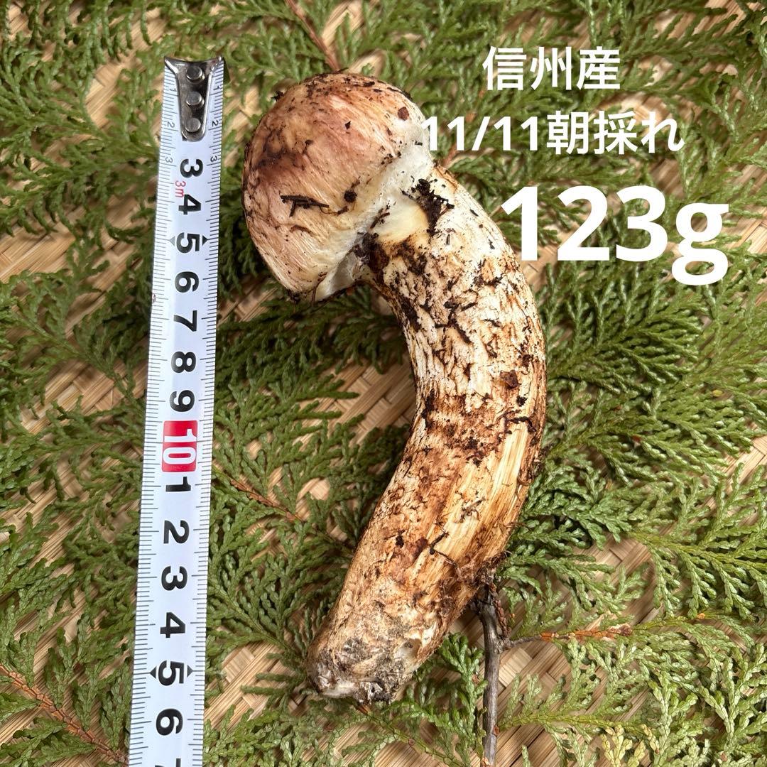 長野県南信州産‼️松茸 極上123g 11/11朝採れ