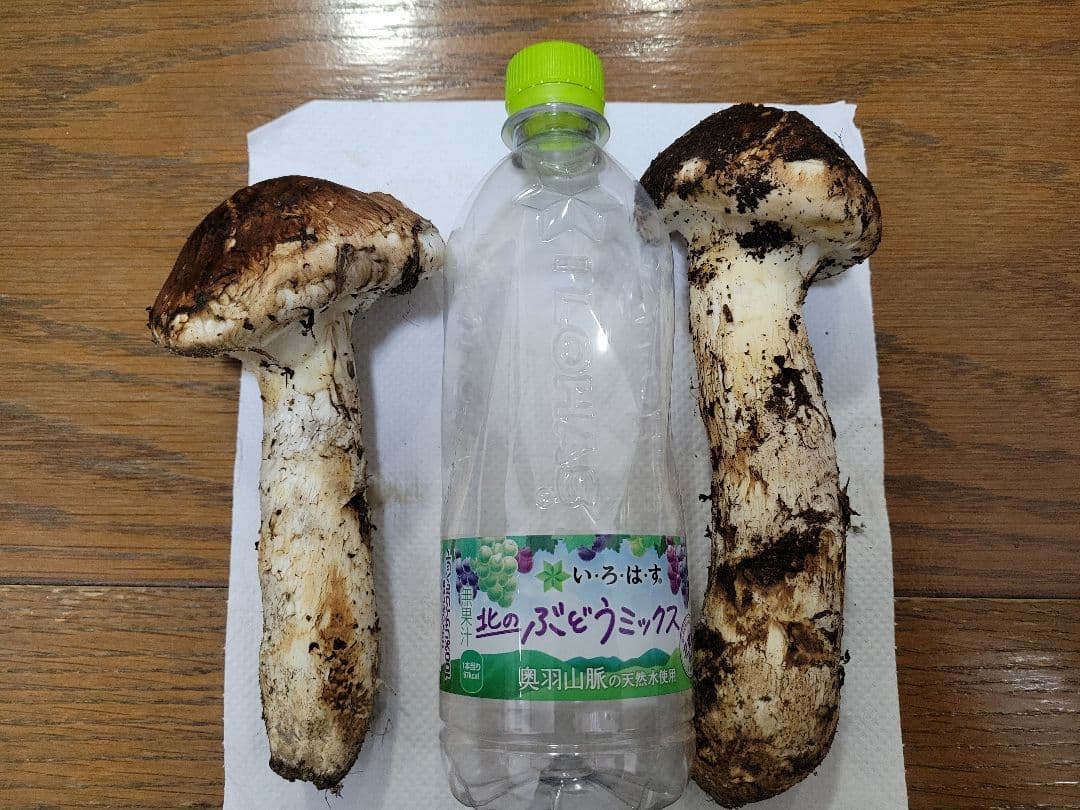 極上　国産　岩手県産　松茸　450g