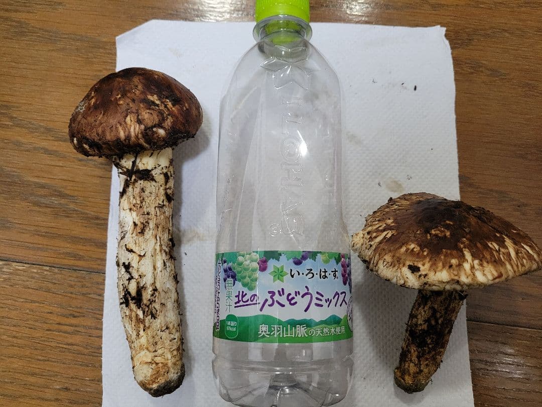 極上　国産　岩手県産　松茸　450g