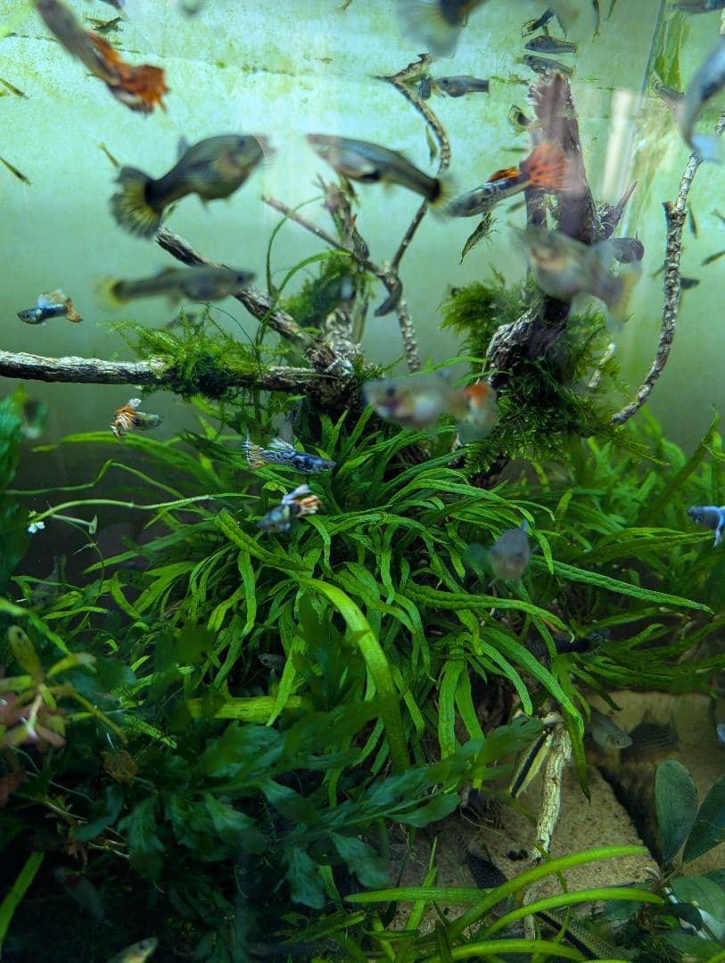 密生ミクロソリウムトライデントリーフ大株200葉以上が自然活着した自家製流木