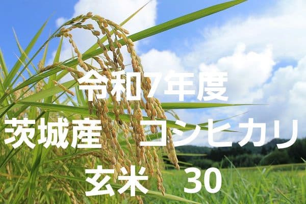 令和7年度　コシヒカリ　玄米30送料込