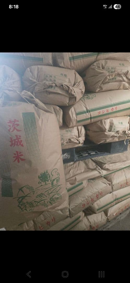 令和7年度　コシヒカリ　玄米30送料込