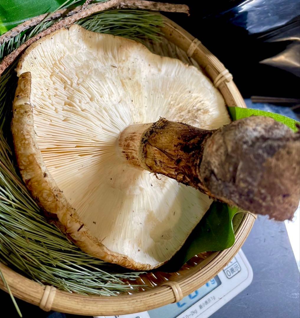 【今期最終‼︎ 希少品‼︎ 開き厳選1本 200g】本日採れ‼︎ 松茸◆クール便発送◆