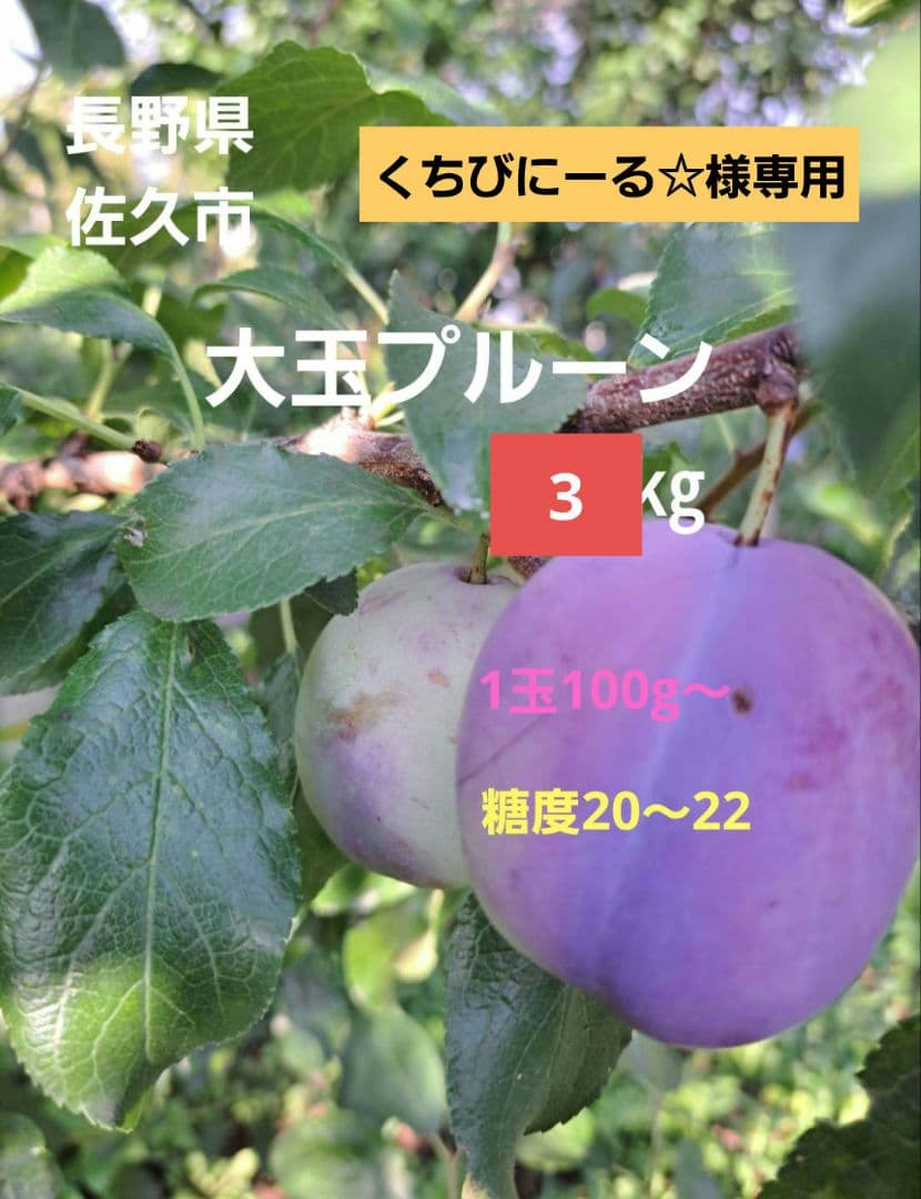 オータムキュート約3㎏(くちびにーる☆)