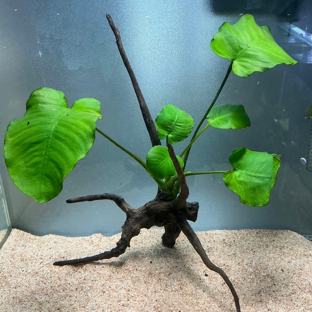 エムエー様 リクエスト 3点 まとめ商品　水草