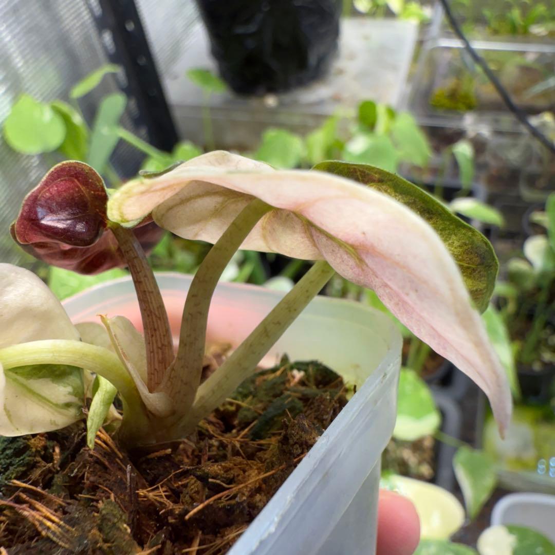 七*草様 美株 アロカシア ハートバルーン ピンク