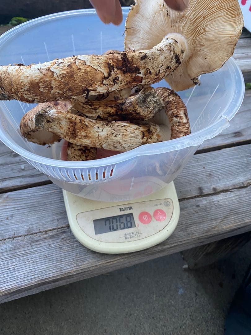 松茸　マツタケ　700g