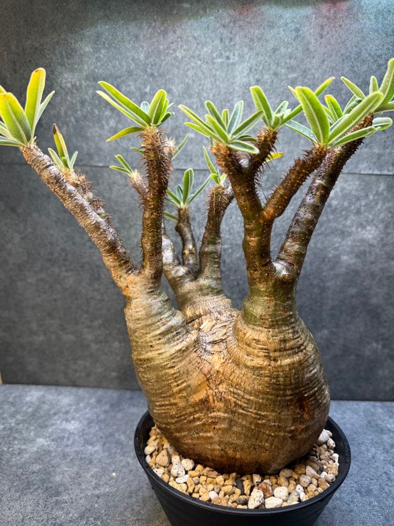 パキポディウム　グラキリス　現地球　発根済み　現15