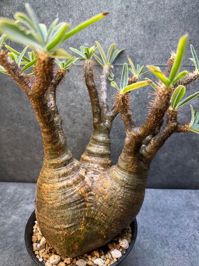 パキポディウム　グラキリス　現地球　発根済み　現15