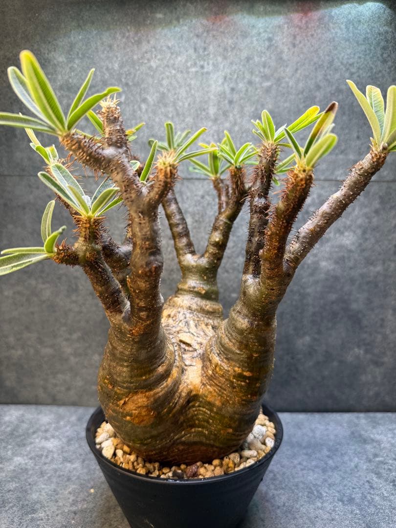 パキポディウム　グラキリス　現地球　発根済み　現15