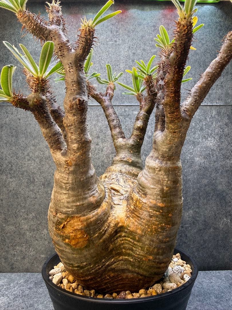 パキポディウム　グラキリス　現地球　発根済み　現15