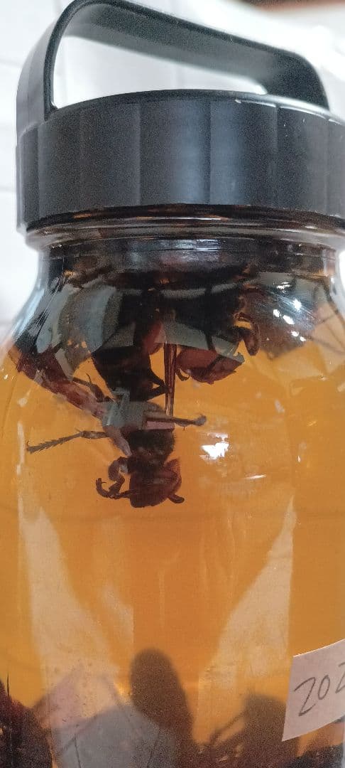 ③オオスズメバチ入り焼酎 900ml