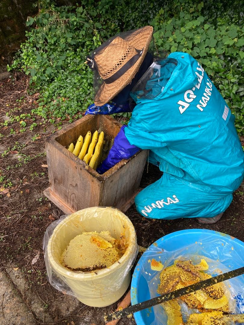 ニホンミツバチの巣蜜256g &はちみつ600g☆令和7年10月採り◆滋賀北部産