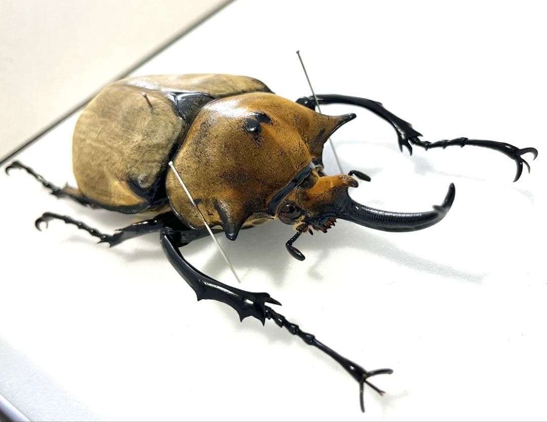 エレファスゾウカブト 112mm 標本