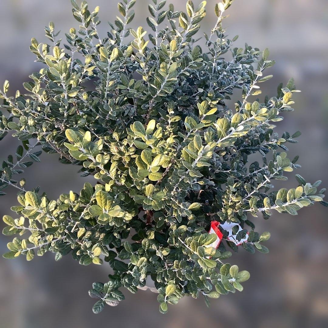 8-1果樹【フェイジョア】樹高約101cm【送料込み】