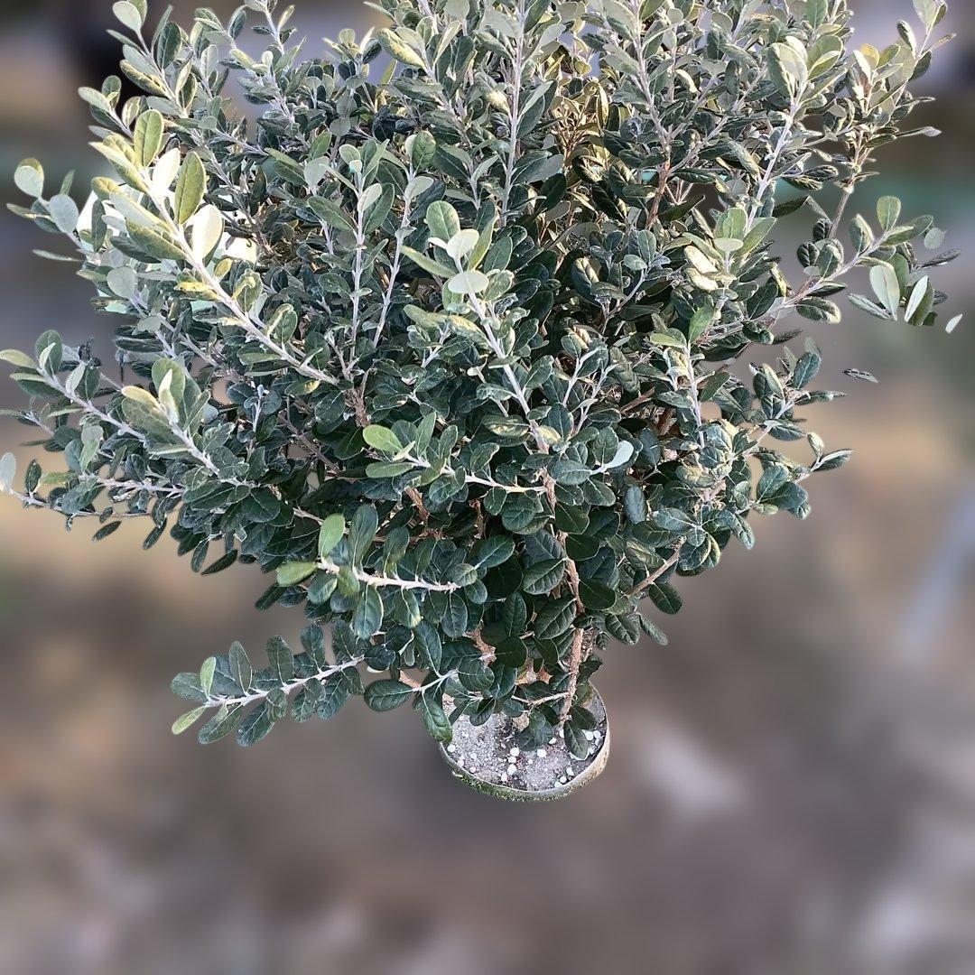 8-1果樹【フェイジョア】樹高約101cm【送料込み】