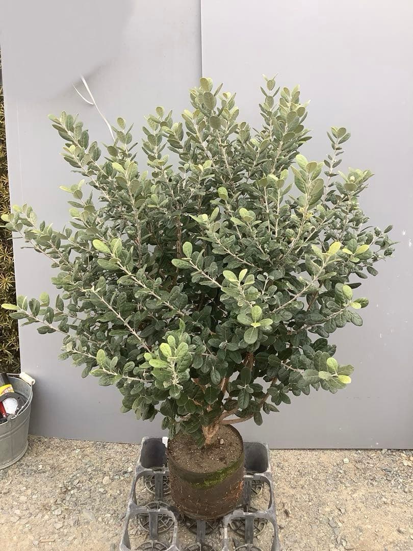 8-1果樹【フェイジョア】樹高約101cm【送料込み】