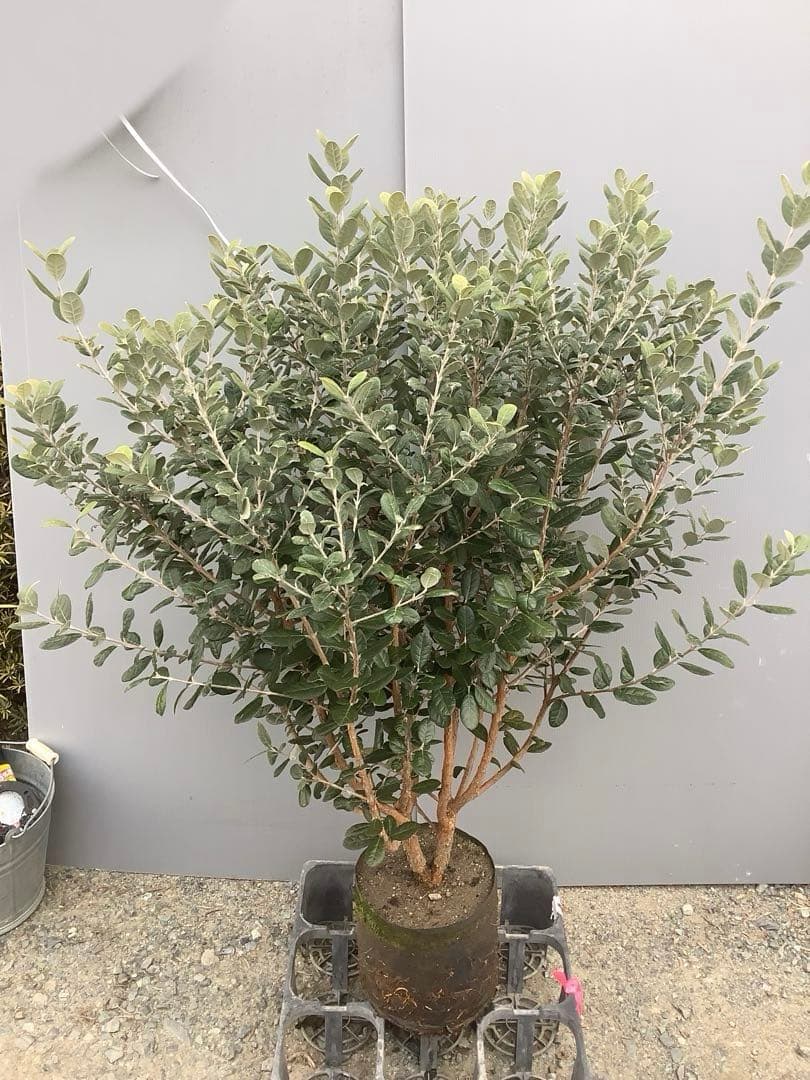 8-1果樹【フェイジョア】樹高約101cm【送料込み】
