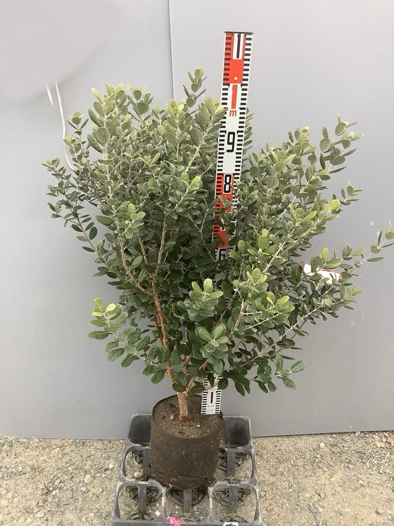 8-1果樹【フェイジョア】樹高約101cm【送料込み】