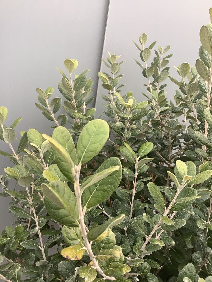 8-1果樹【フェイジョア】樹高約101cm【送料込み】