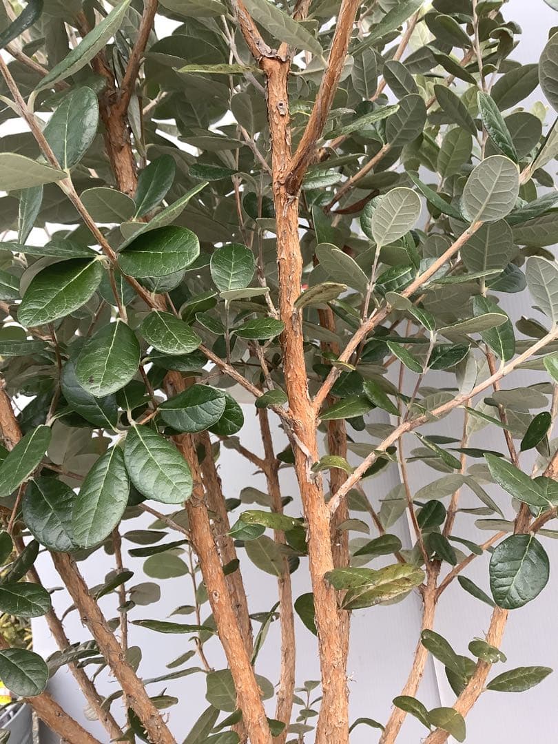 8-1果樹【フェイジョア】樹高約101cm【送料込み】