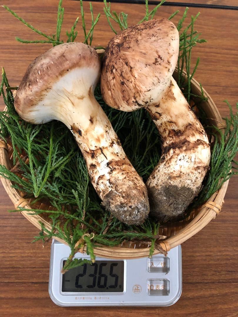 岩手県産　極上松茸（236.5g）①