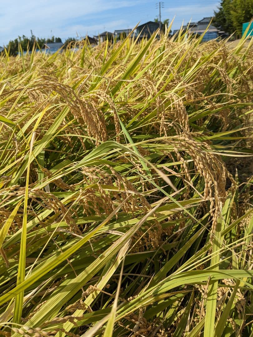 新潟県産こしひかり 2kg✕10袋セット