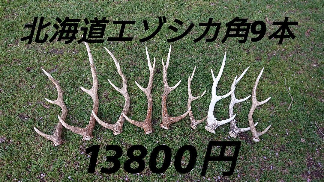 北海道エゾシカ角9本