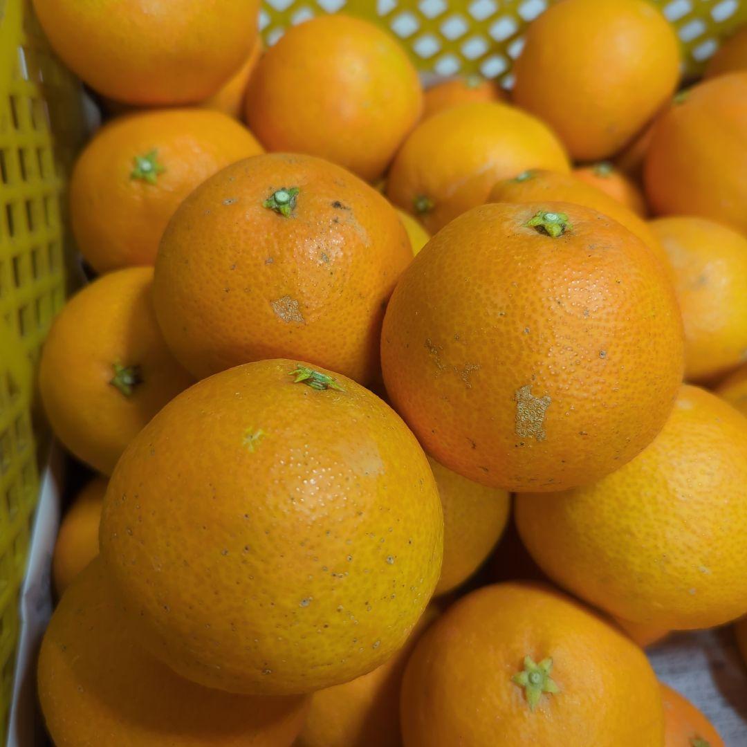 443愛果 まどんな 家庭用 10kg