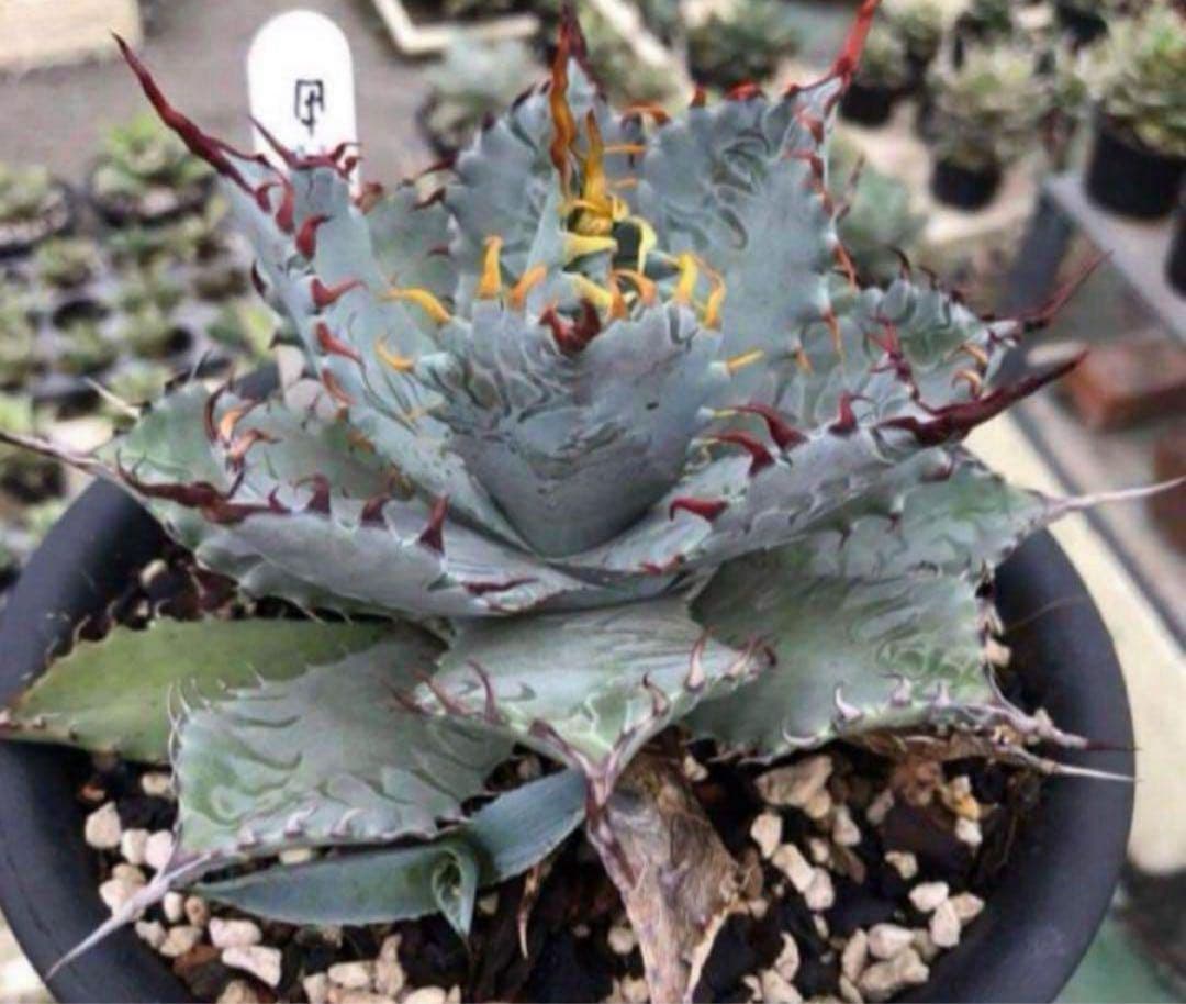 アガベ　ハイブリッド　甲蟹×屈原の舞扇　特選　 子株出品　活着株鉢ごとメルカリ便