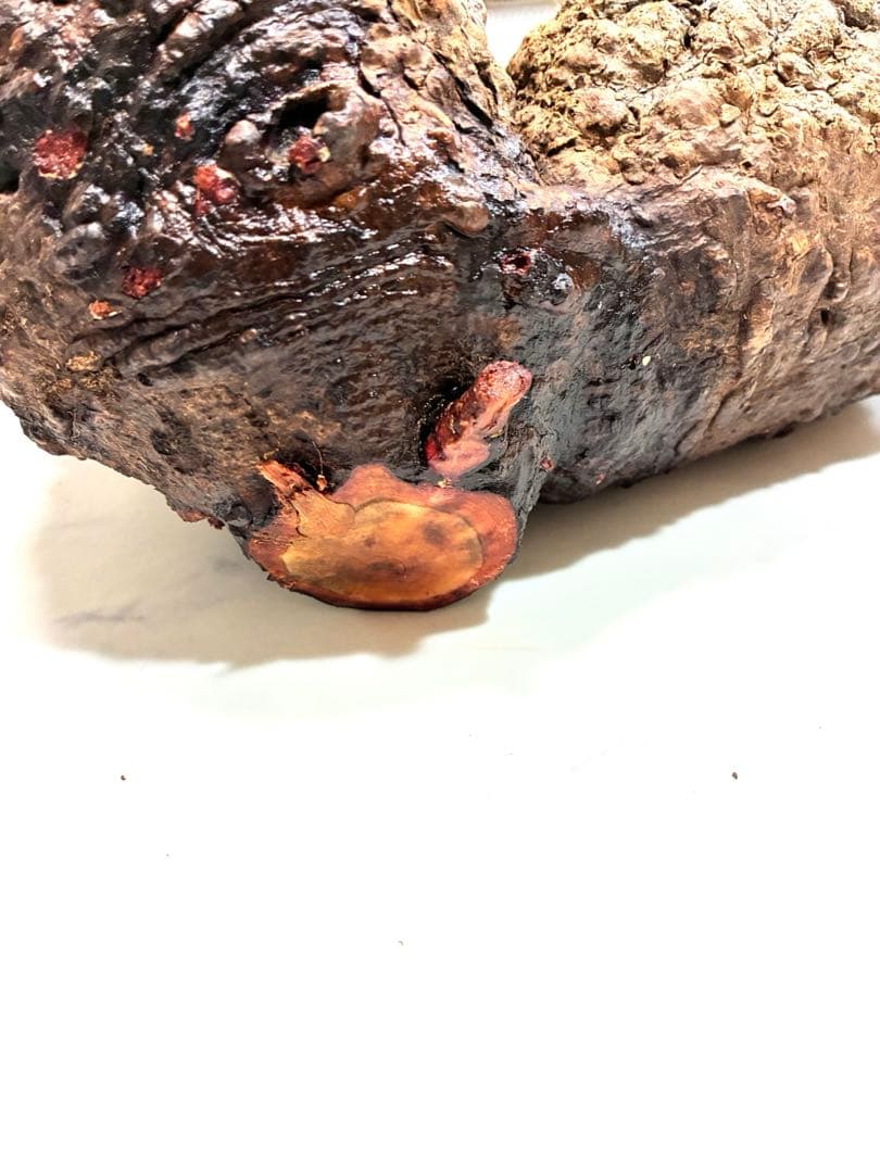 【本日ラスト最終値下げ】オペルクリカリアパキプス　ベアルート株