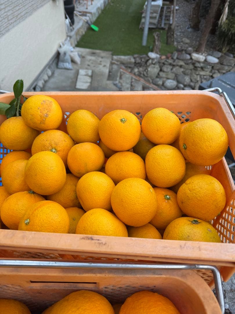 No.17【JUICY様】甘夏みかん 農薬不使用 27㎏ 静岡産、【日曜日発送】