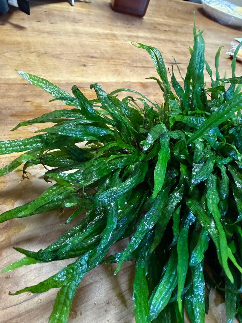 【N】ミクロソリウムsp.スモールリーフ