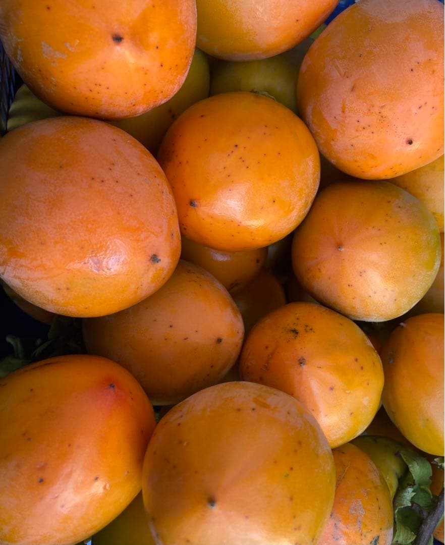 蜂屋柿　渋柿箱込み約20キロ (150~200g位)農薬不使用