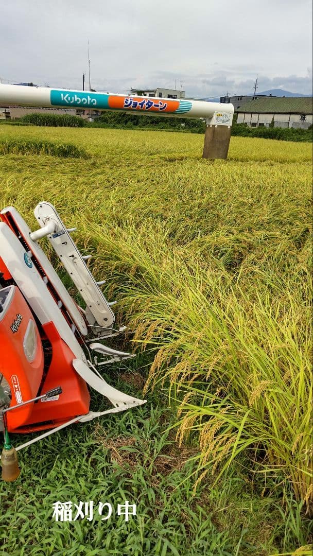 斑点米のカメムシはいない ７年産コシヒカリ玄米10kg 特別栽培① 農薬等不使用