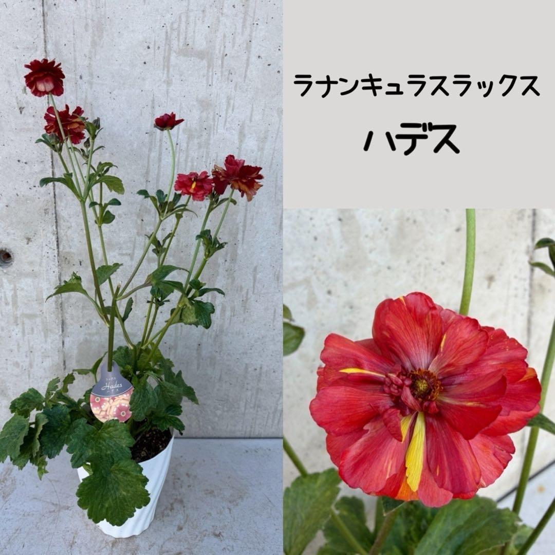 hiroakin様　ラナンキュラスラックス　ハデス　あずき