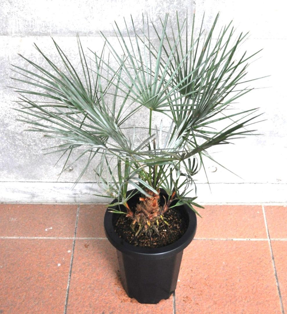 チャメロプス セリフェラ 8号 83cm