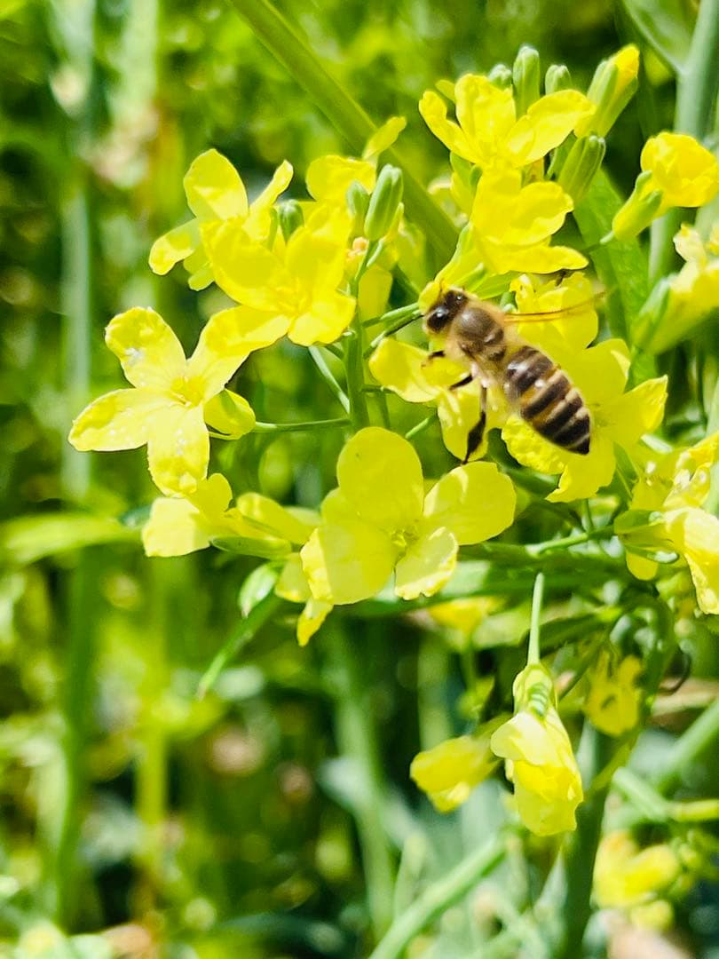 徳島県産　ニホンミツバチ　蜂蜜　240g×5個