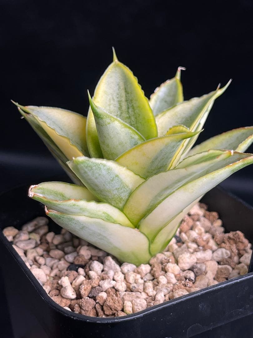 EMP サンセベリア パゴダ 斑入り / 選抜 SA358