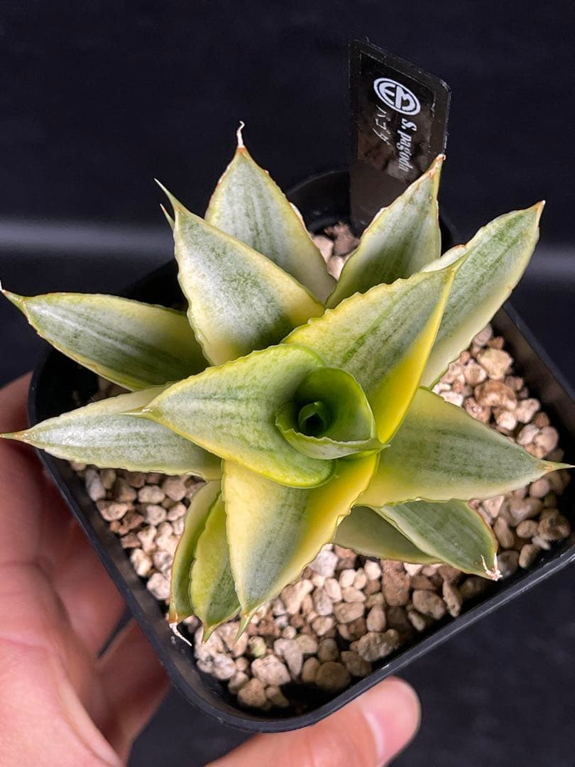 EMP サンセベリア パゴダ 斑入り / 選抜 SA358