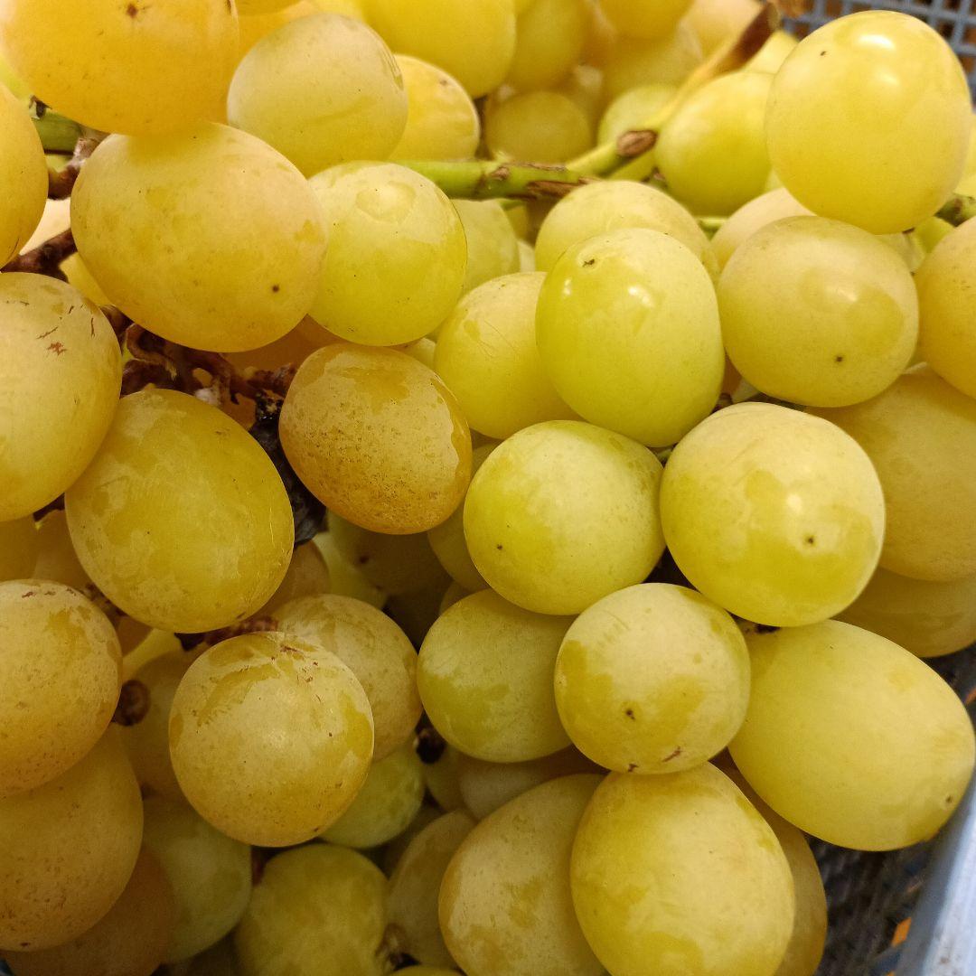 シヤインマスカット家庭用訳有り品5キロ入りになります。