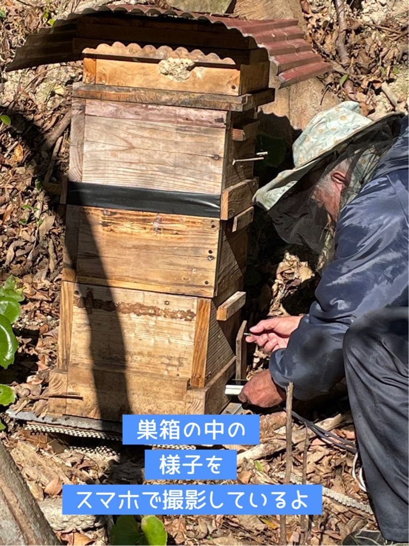 日本蜜蜂 純正ハチミツ 宮崎産 600g×2