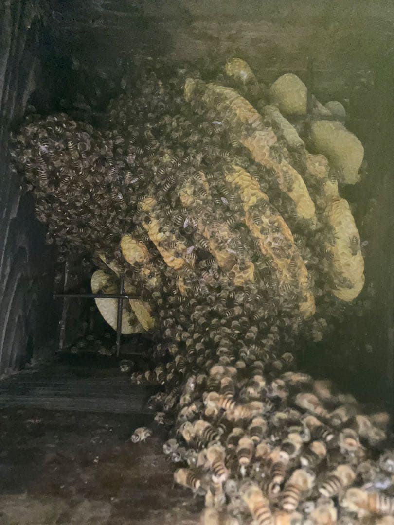 日本蜜蜂 純正ハチミツ 宮崎産 600g×2