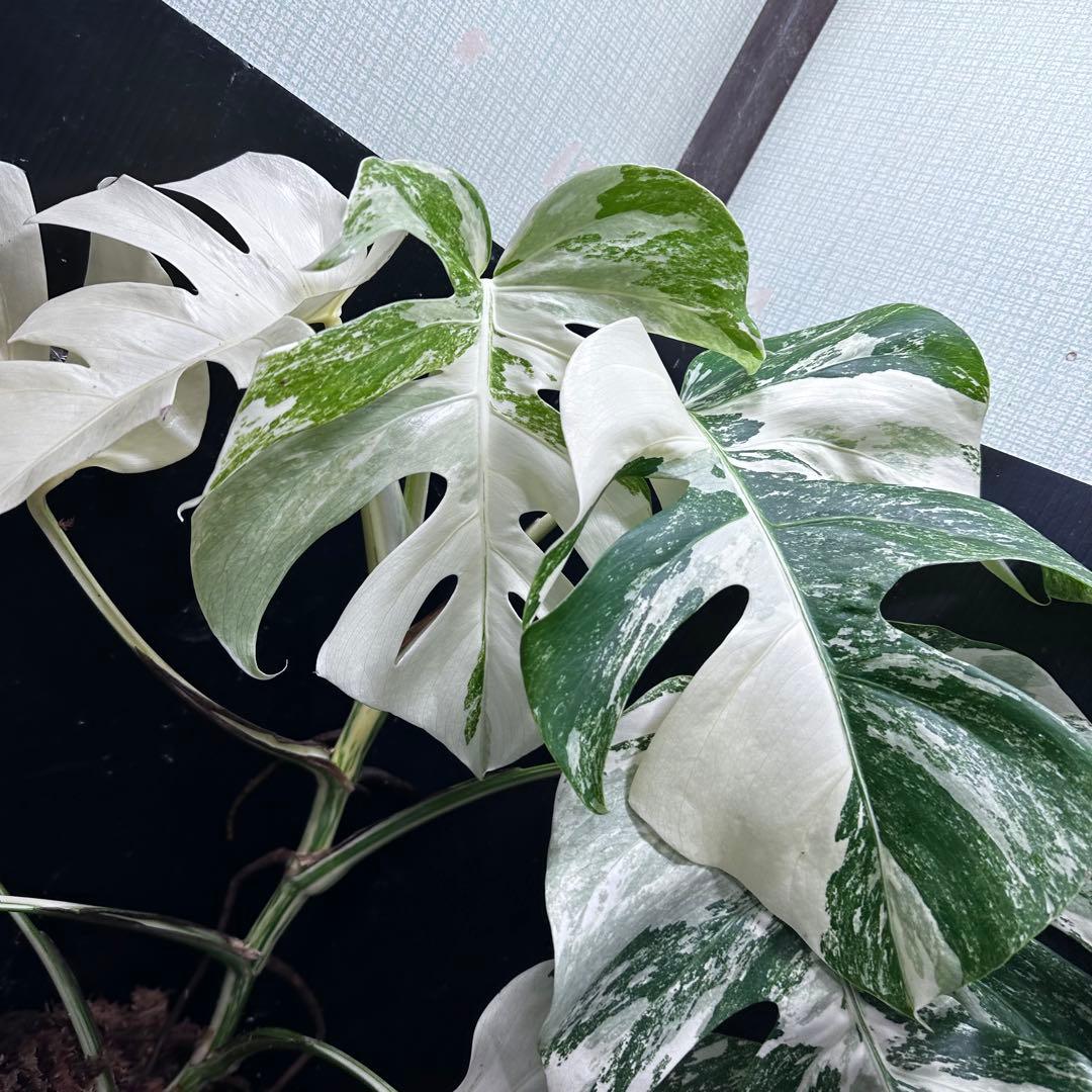 S*n様 斑入りモンステラ ホワイトタイガー極美大株74cm白斑多