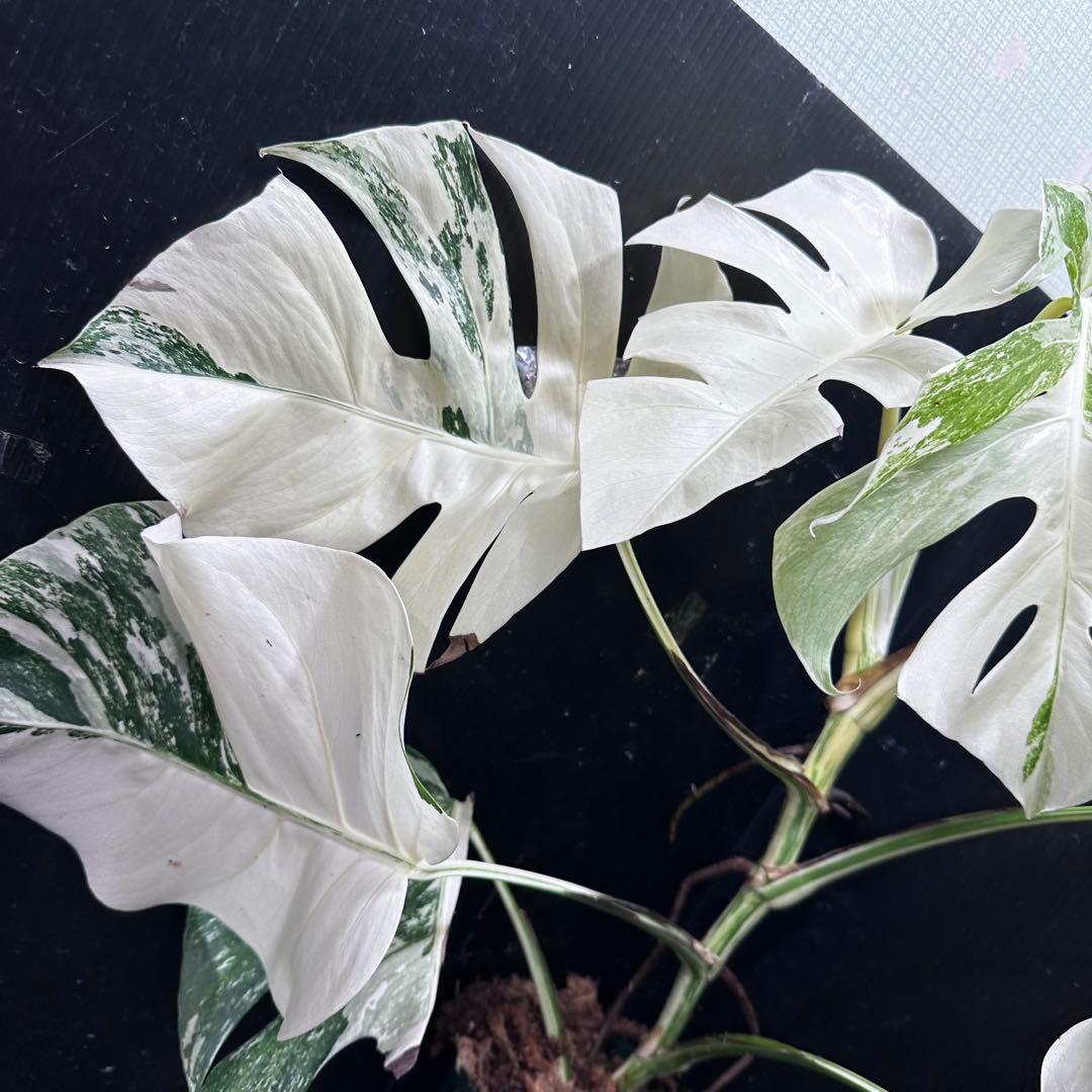 S*n様 斑入りモンステラ ホワイトタイガー極美大株74cm白斑多