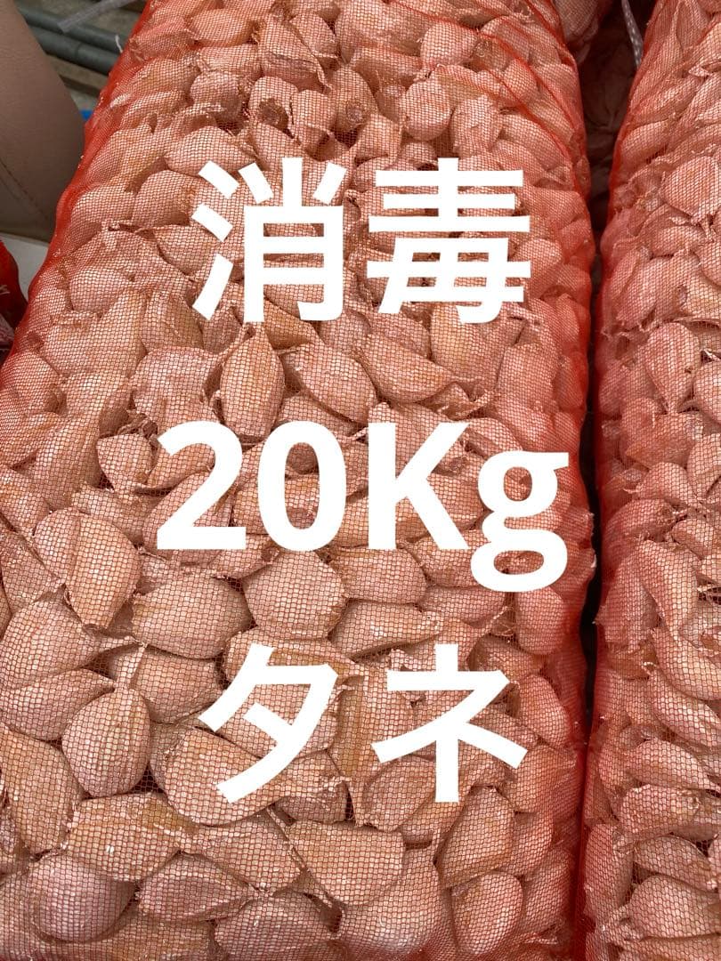 青森県にんにくタネ20Kg ML 消毒