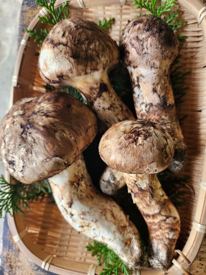 長野県　松茸　栂松茸　信州