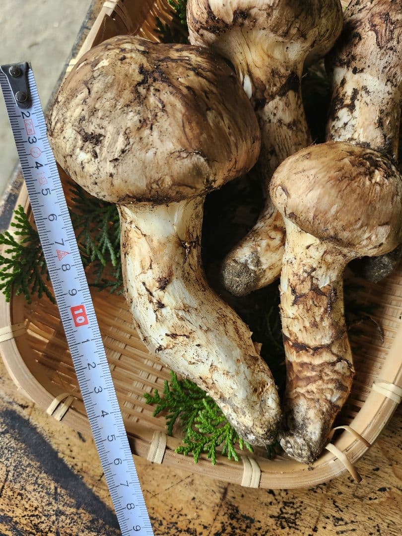 長野県　松茸　栂松茸　信州